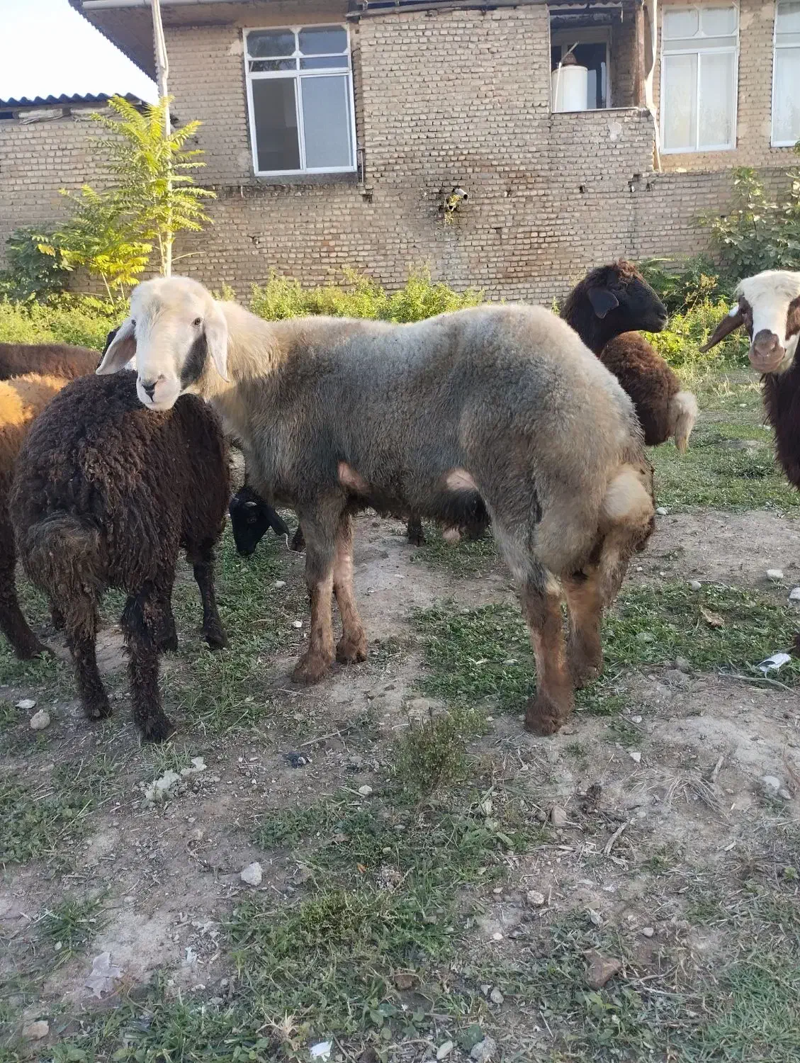 نر بره شیشک تخمی|حیوانات مزرعه|گرگان, |دیوار