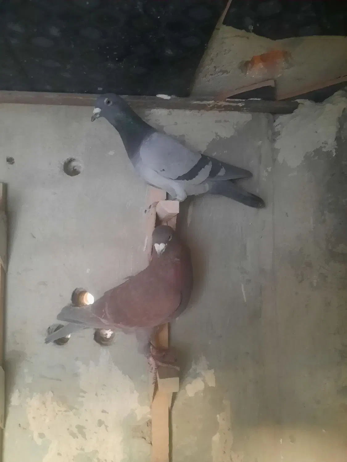 کفتر|پرنده|مرودشت, تامین اجتماعی‎|دیوار