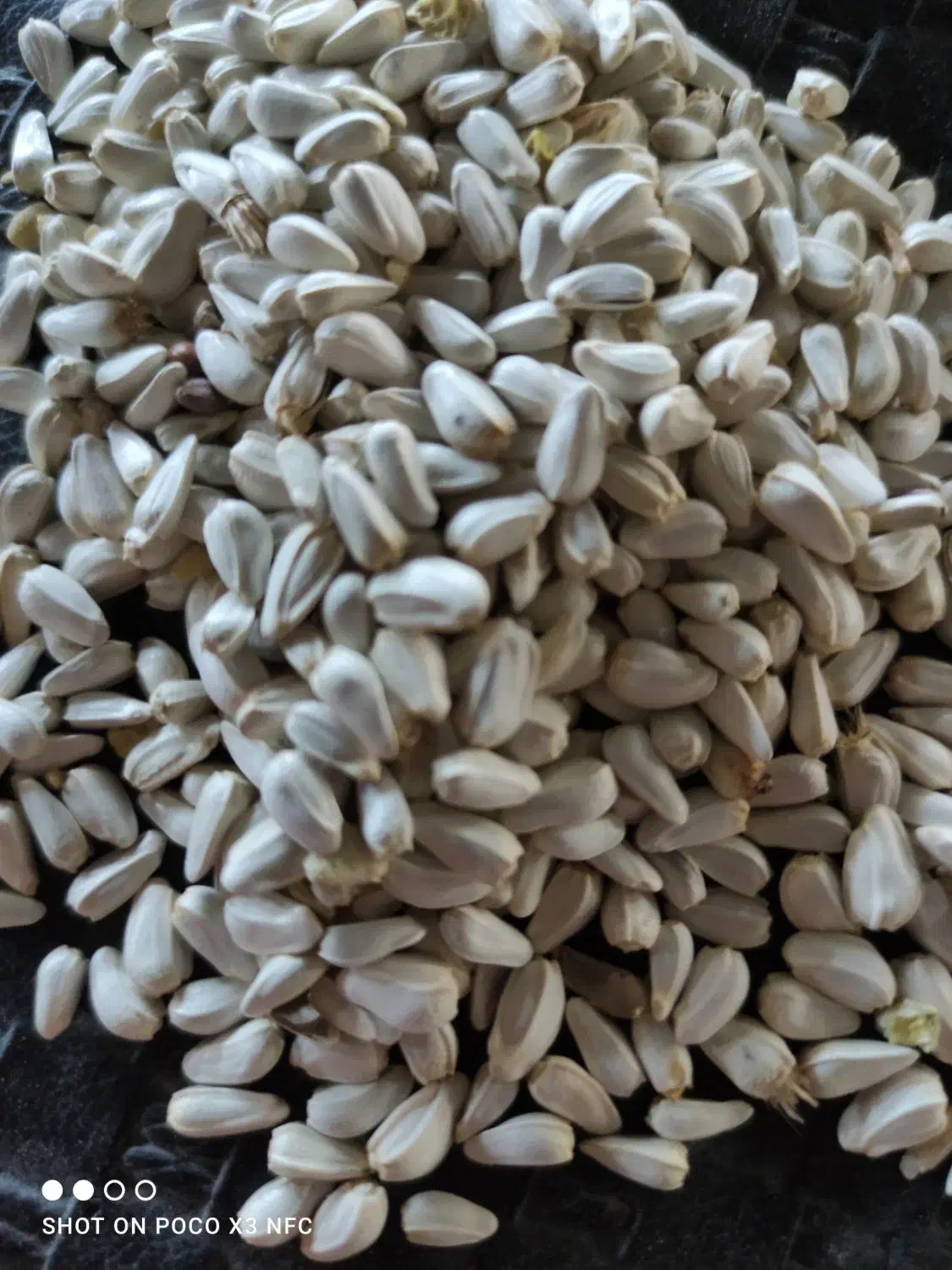 ارزن و بذر گلرنگ پاک شده|عمدهفروشی|اصفهان, براآن شمالی|دیوار