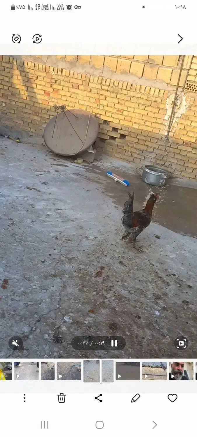 مرغ خروس|حیوانات مزرعه|بهبهان, |دیوار