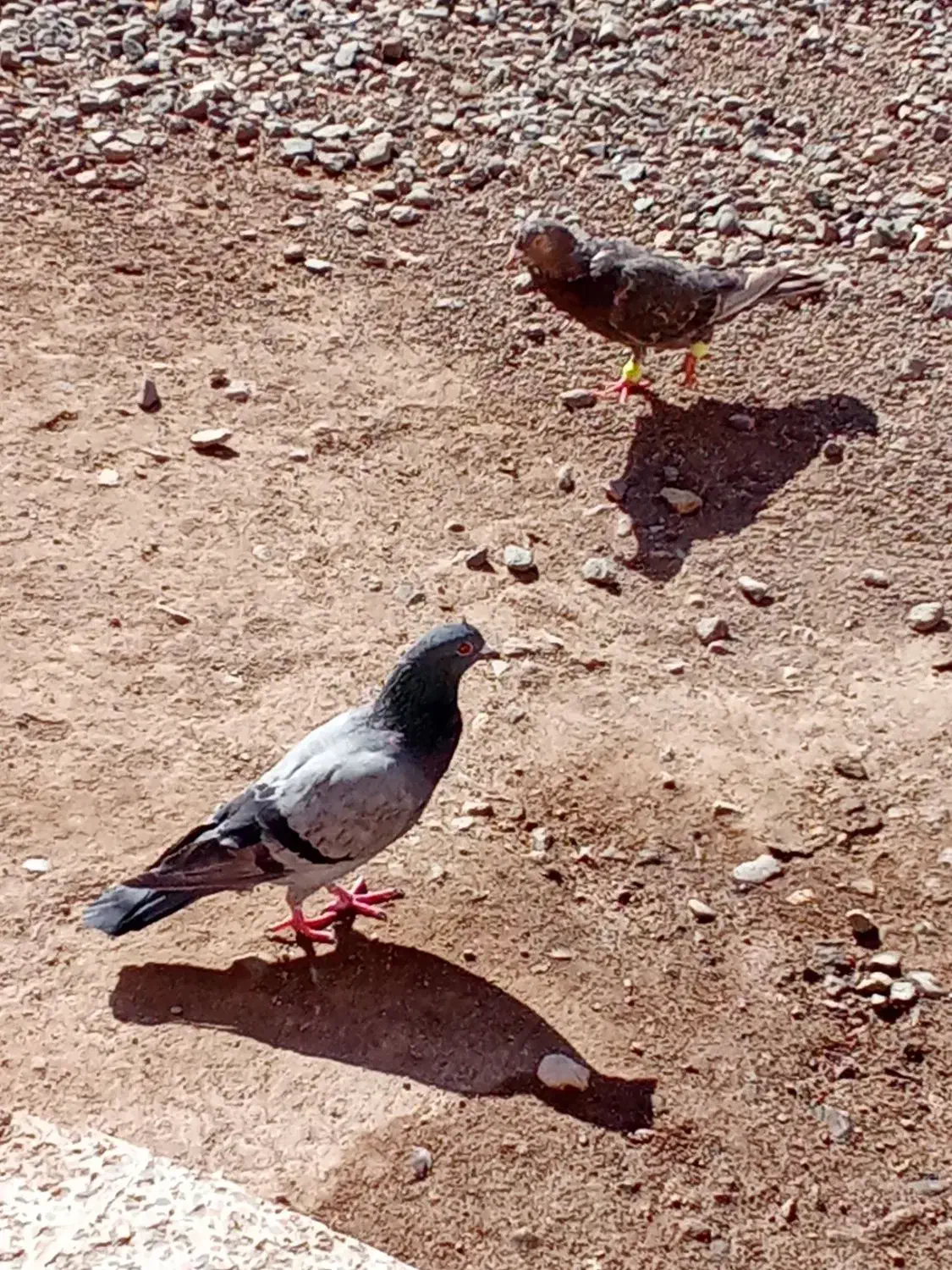 کبوتر|پرنده|بشاریات, |دیوار