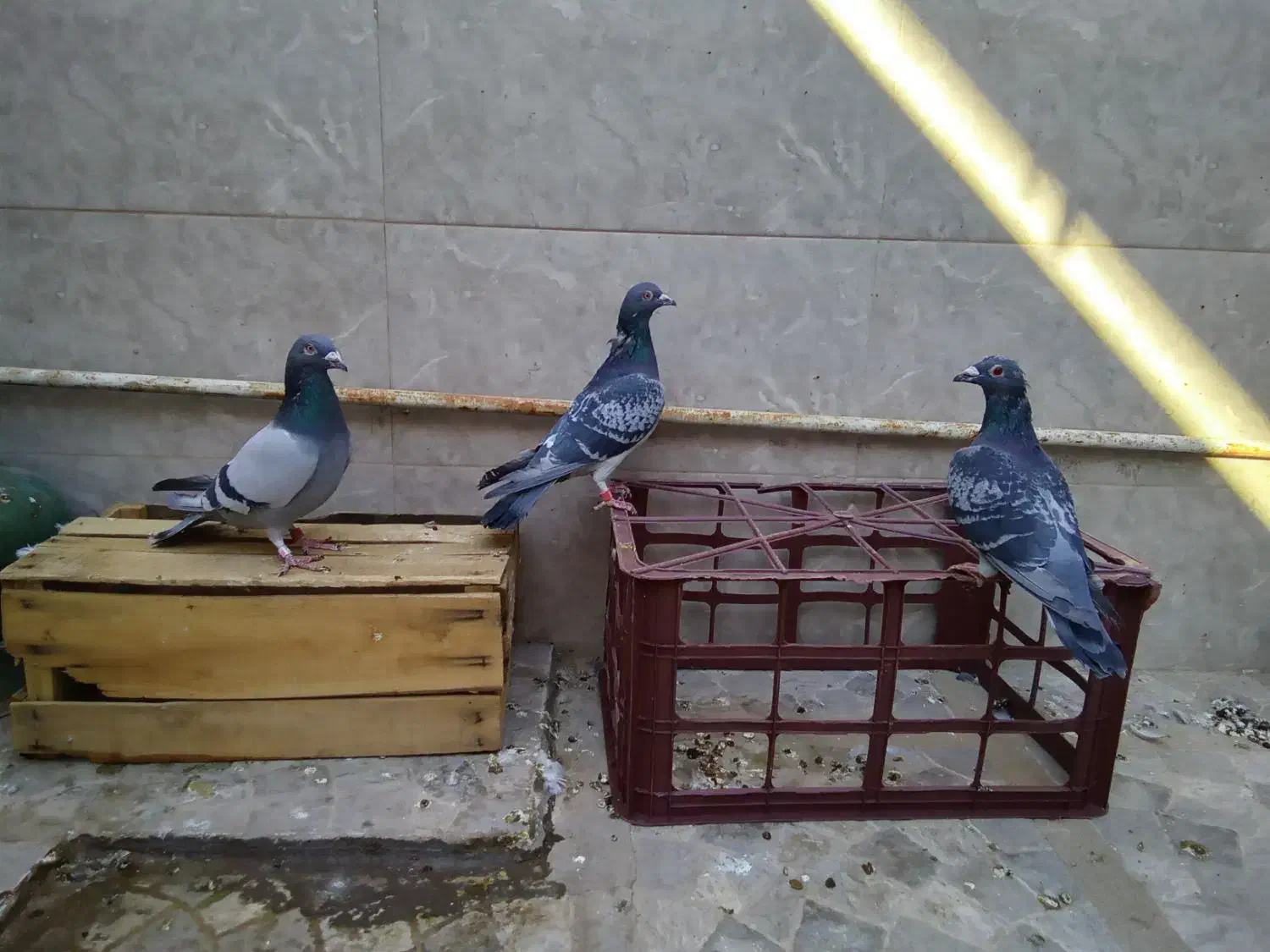 کبوتر پلاکی لطفا بخون تخفیف نداره|پرنده|قم, حنیف نژاد|دیوار