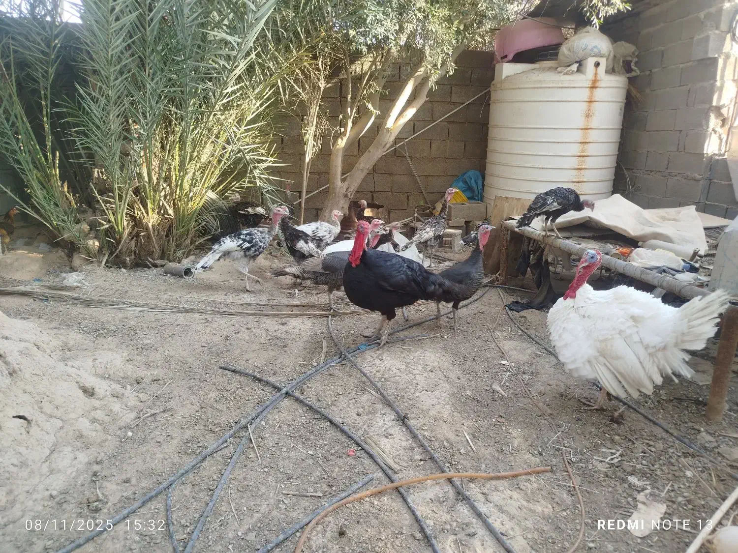 بغلمون نرماده بزرگ کوچیک|حیوانات مزرعه|رامهرمز, |دیوار