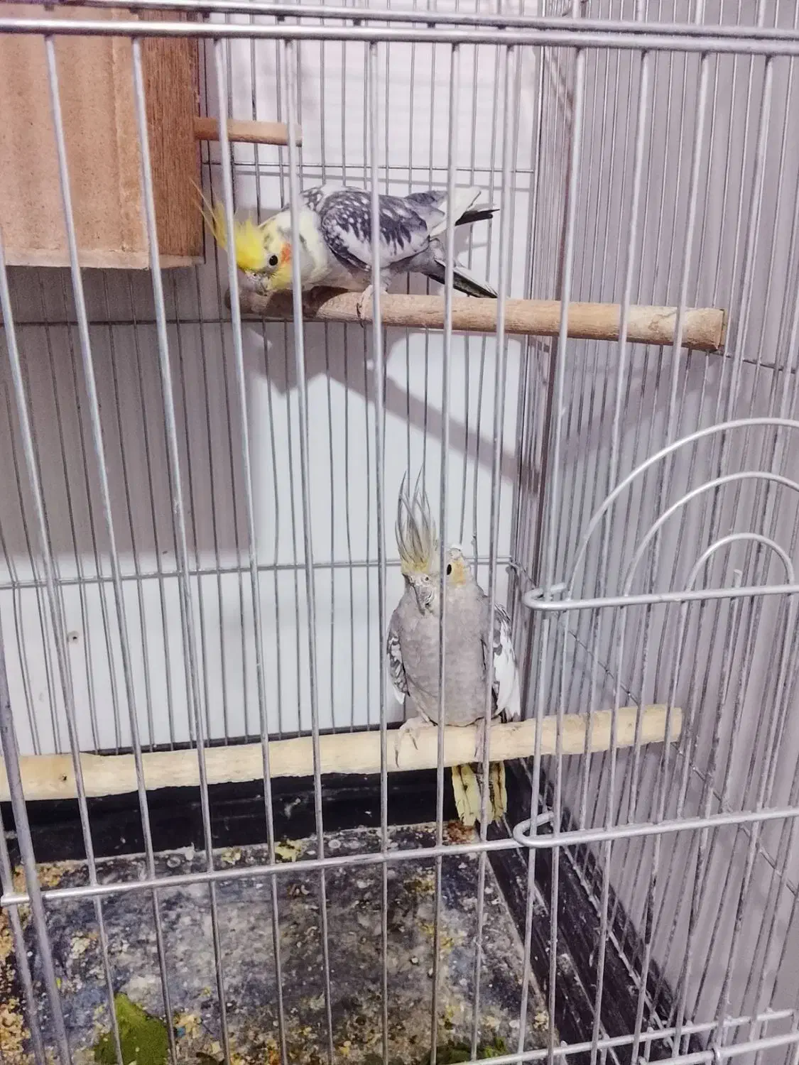 عروس هلندی|پرنده|پاکدشت, پاکدشت (مامازند)|دیوار