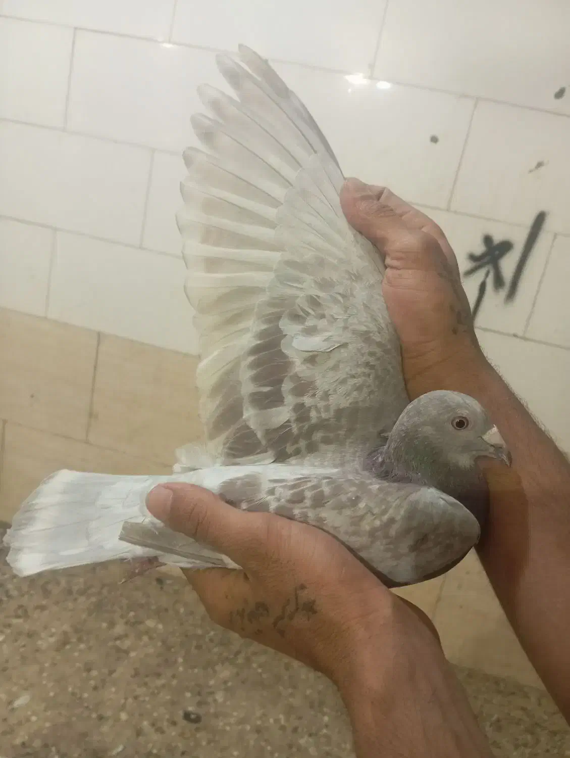 پلاکی نر ماده|پرنده|مسجد سلیمان, |دیوار