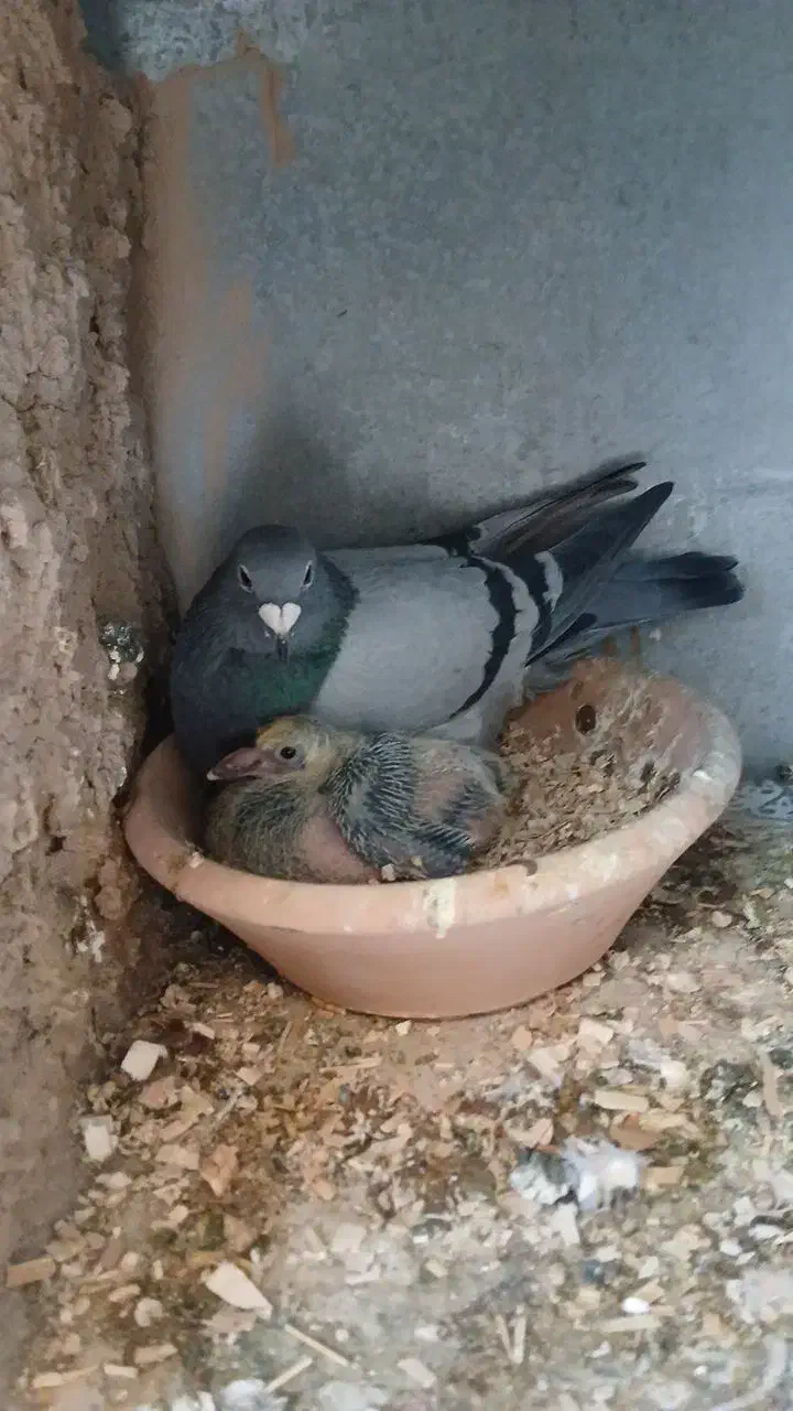 پلاکی تار شده محدوده سرجو|پرنده|الیگودرز, |دیوار