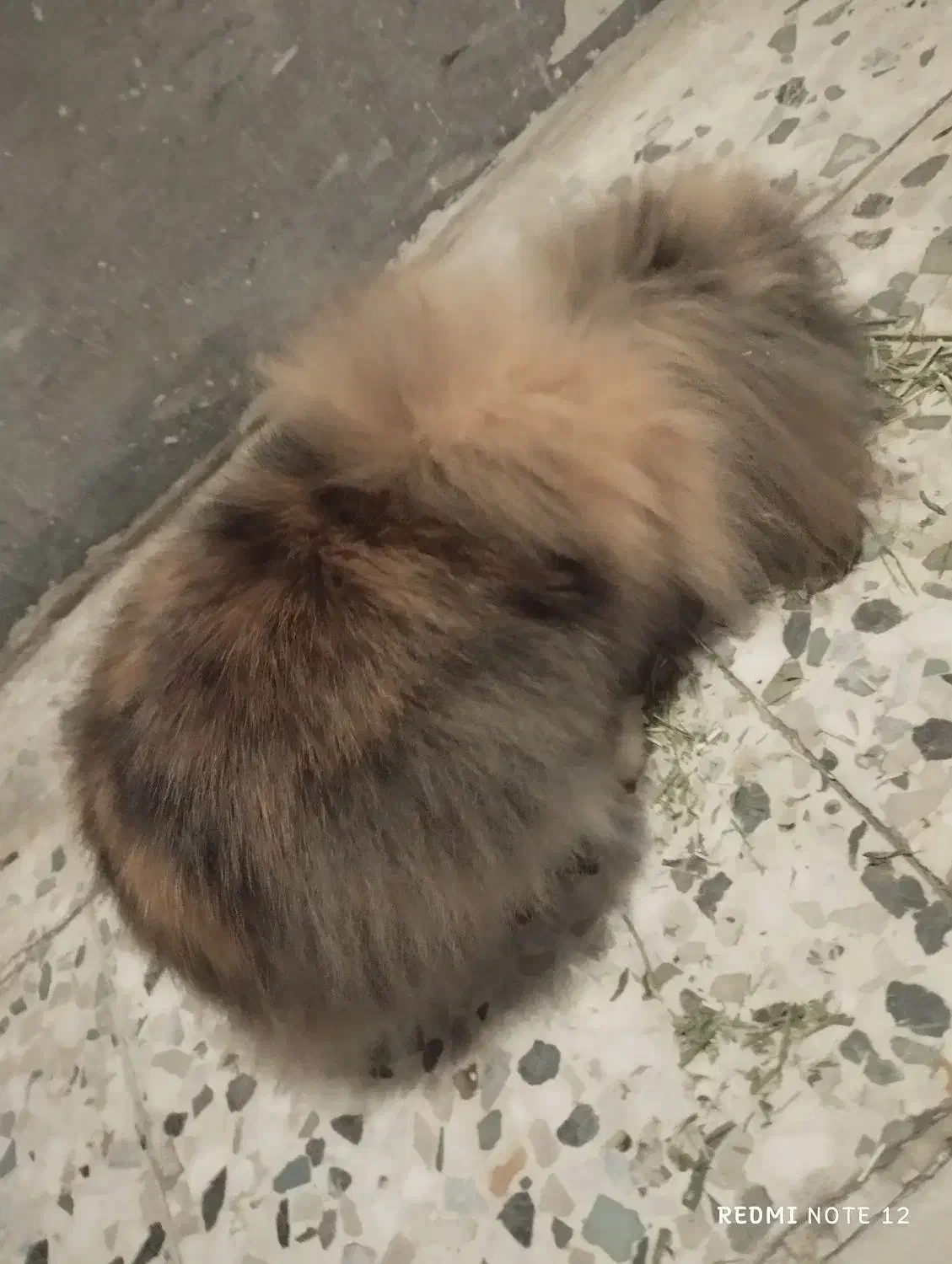 خرگوش هلندی|موش و خرگوش|اهواز, کوی رمضان|دیوار