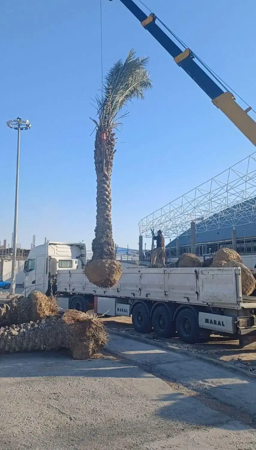 قطع نخل بریدن نخل هرس نخل گردافشانی سمپاشی باغبانی|خدمات باغبانی و درختکاری|اهواز, گلستان|دیوار