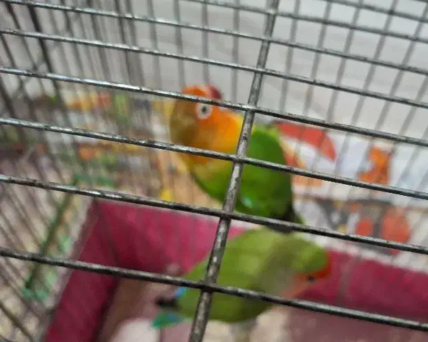 کوتوله برزیلی|پرنده|نجف‌آباد, یزدانشهر|دیوار