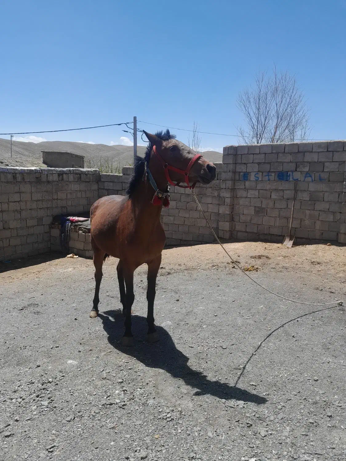 اسب مادیون آرام خوش را|اسب و تجهیزات اسبسواری|کرچمبو, |دیوار