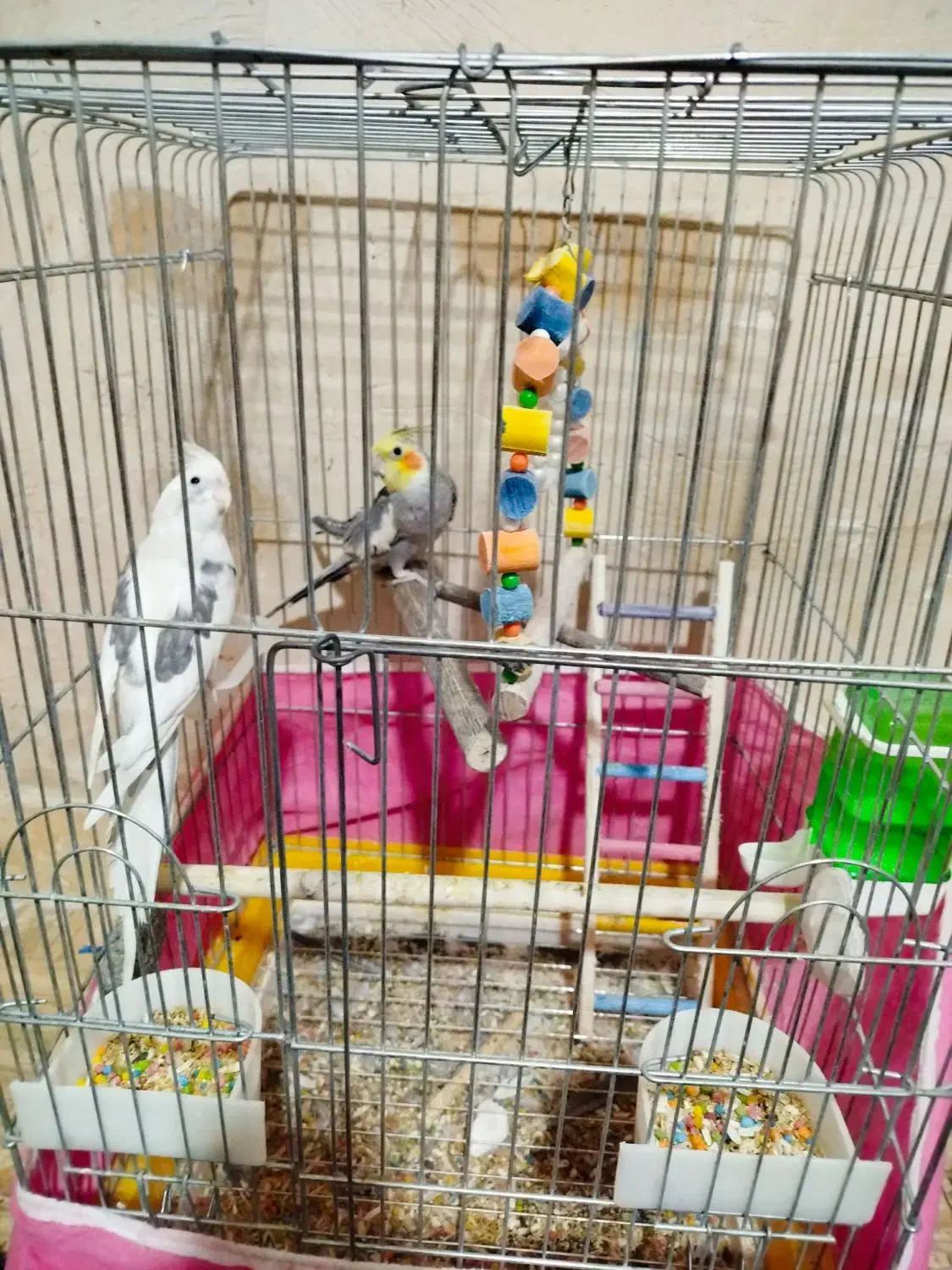 عروس هلندی|پرنده|ساوه, |دیوار