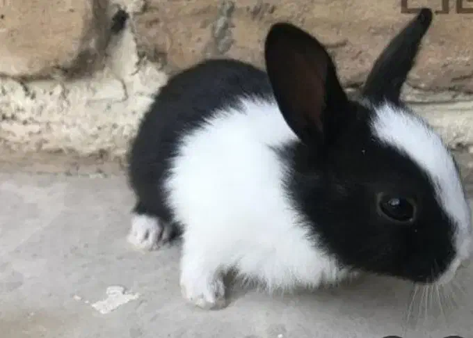 خرگوش|موش و خرگوش|سبزوار, شرق کال میانی|دیوار