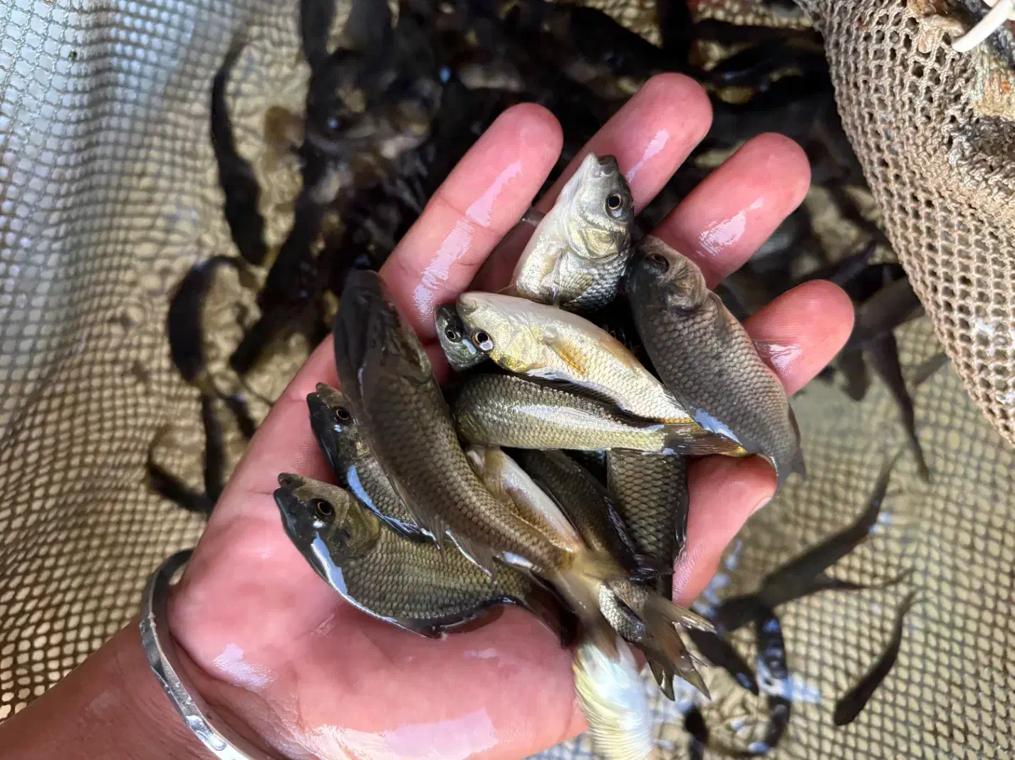 سایز سه بند چهار بند کپور|ماهی|خرم‌آباد, |دیوار