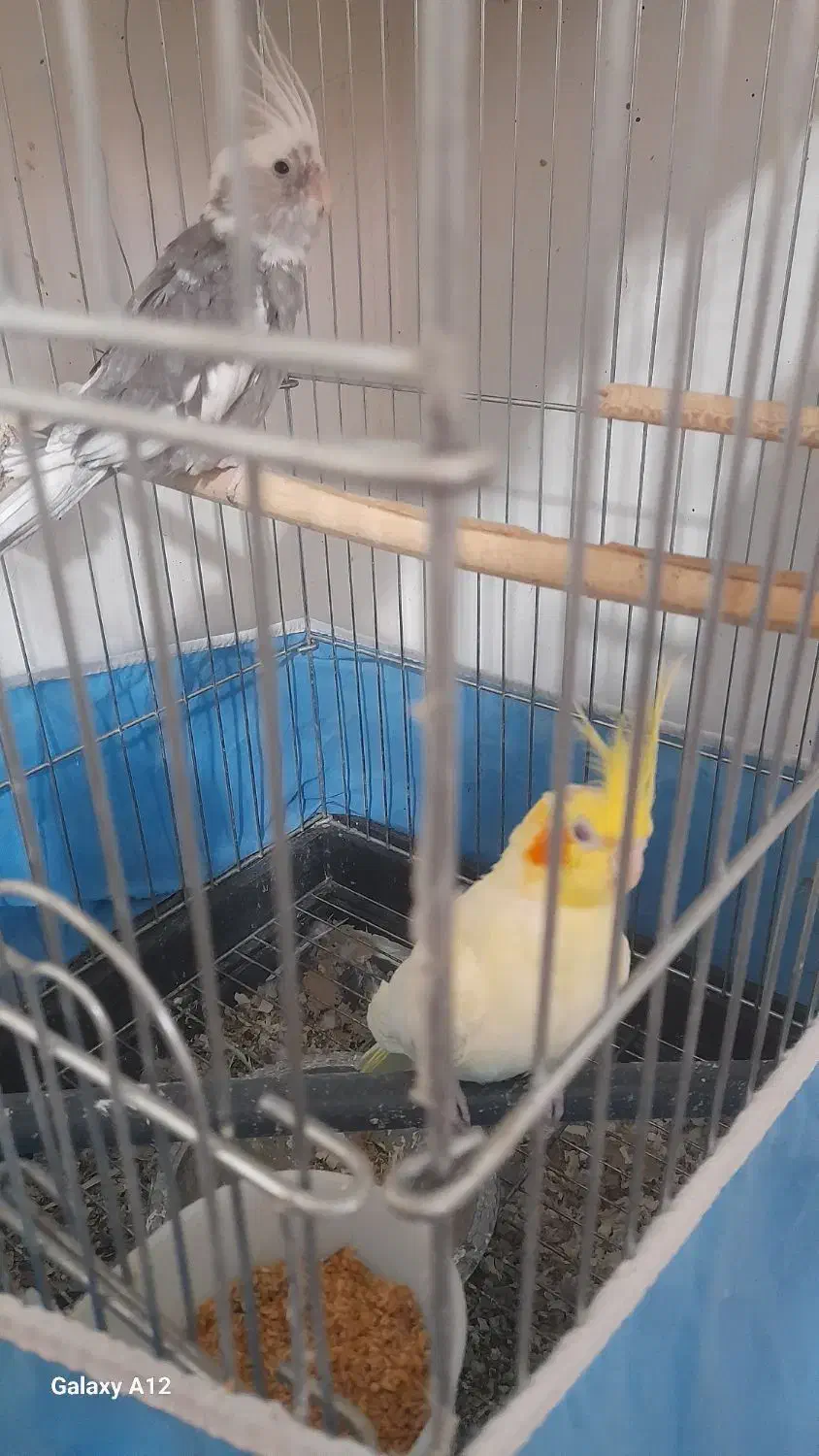 یک جفت عروس هلندی مولدوایت فیس نر لوتینوماده|پرنده|قم, شهرک امام حسین|دیوار