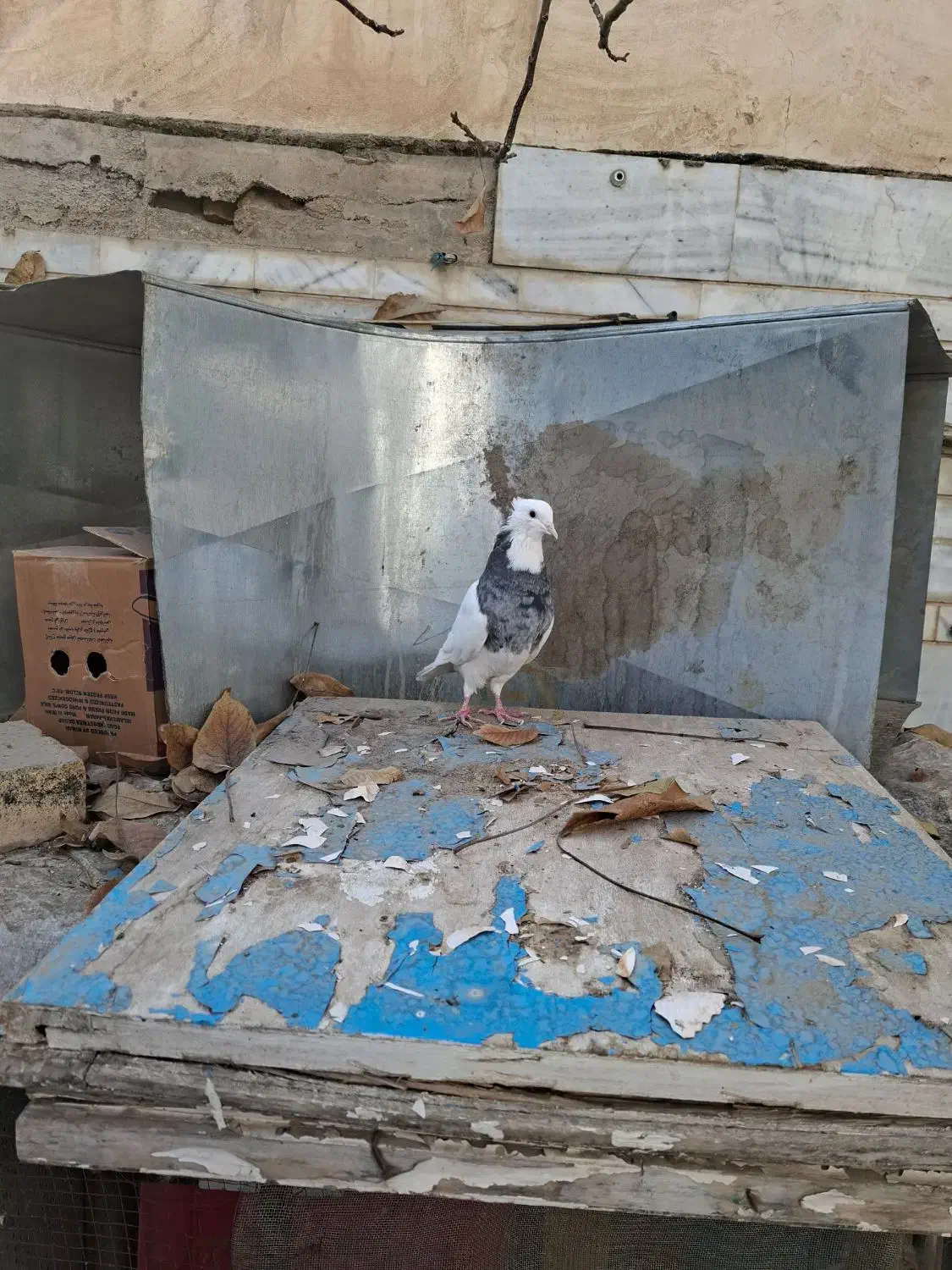 کبوتر طوقی الماسی|پرنده|رودشت (چهارمحال و بختیاری), |دیوار