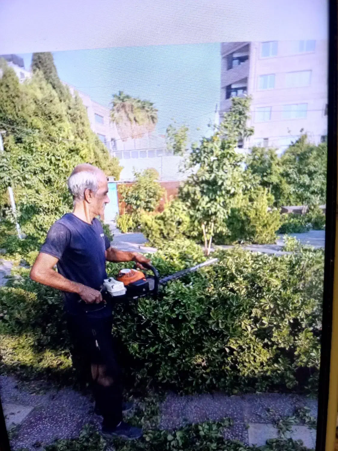 باغبانی هرس سم پاشی بریدن درختکاری با اره موتوری|خدمات باغبانی و درختکاری|شیراز, نارنجستان|دیوار