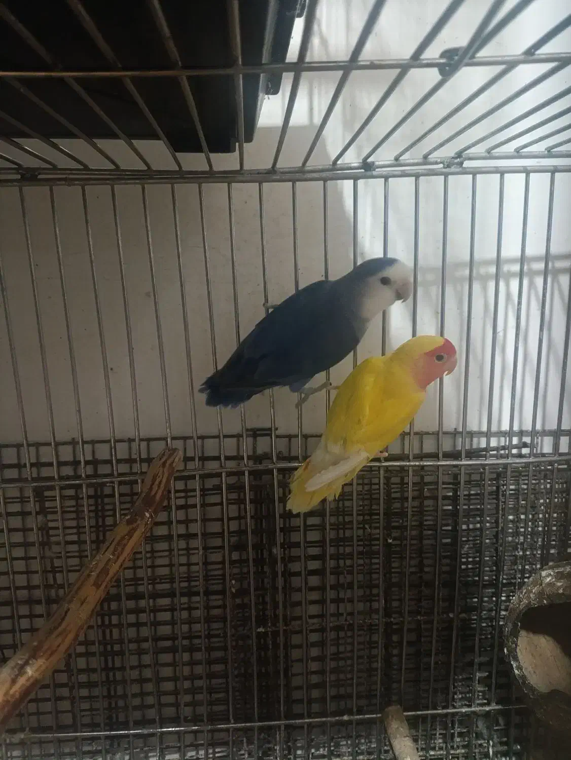 طوطی برزیلی با جوجه|پرنده|ملارد, |دیوار