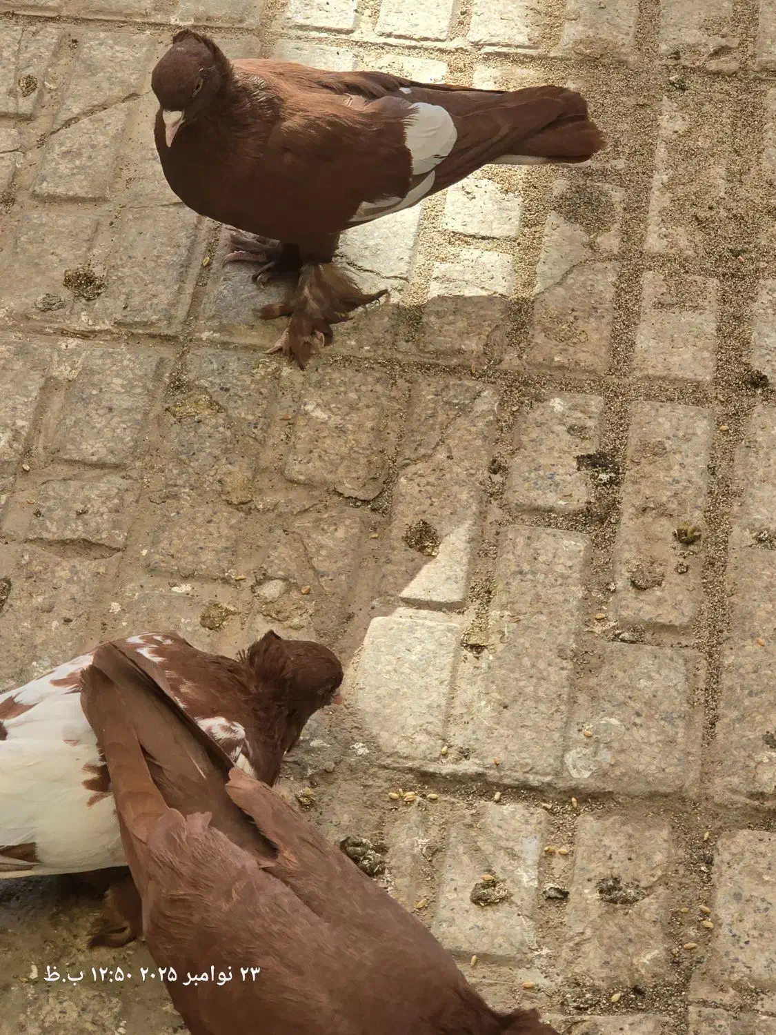 کبوتر راعبی سرخ دست آموز|پرنده|مشهد, عامل|دیوار