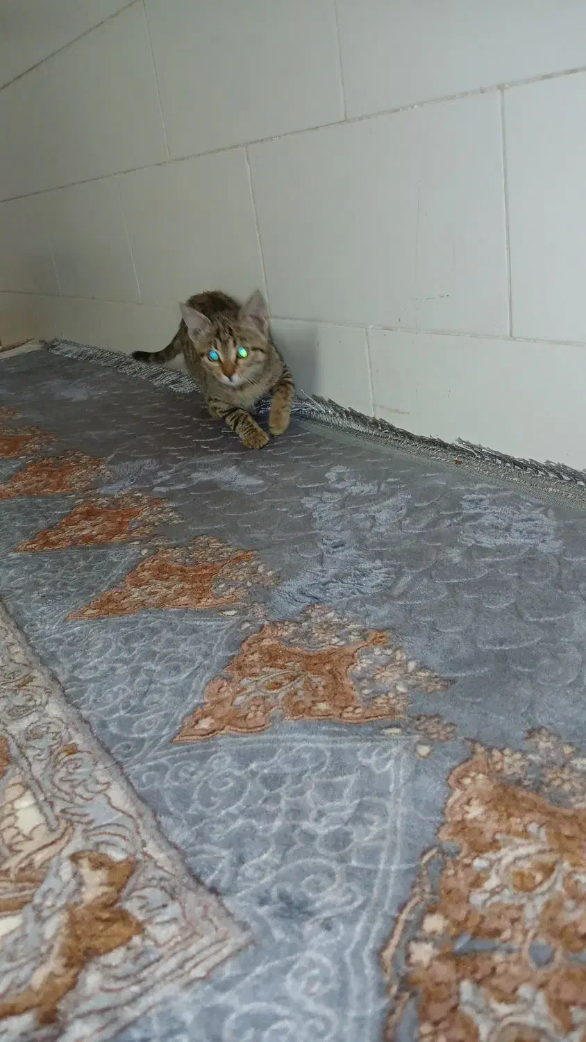 واگذاری گربه ملوس|گربه|سیرجان, |دیوار