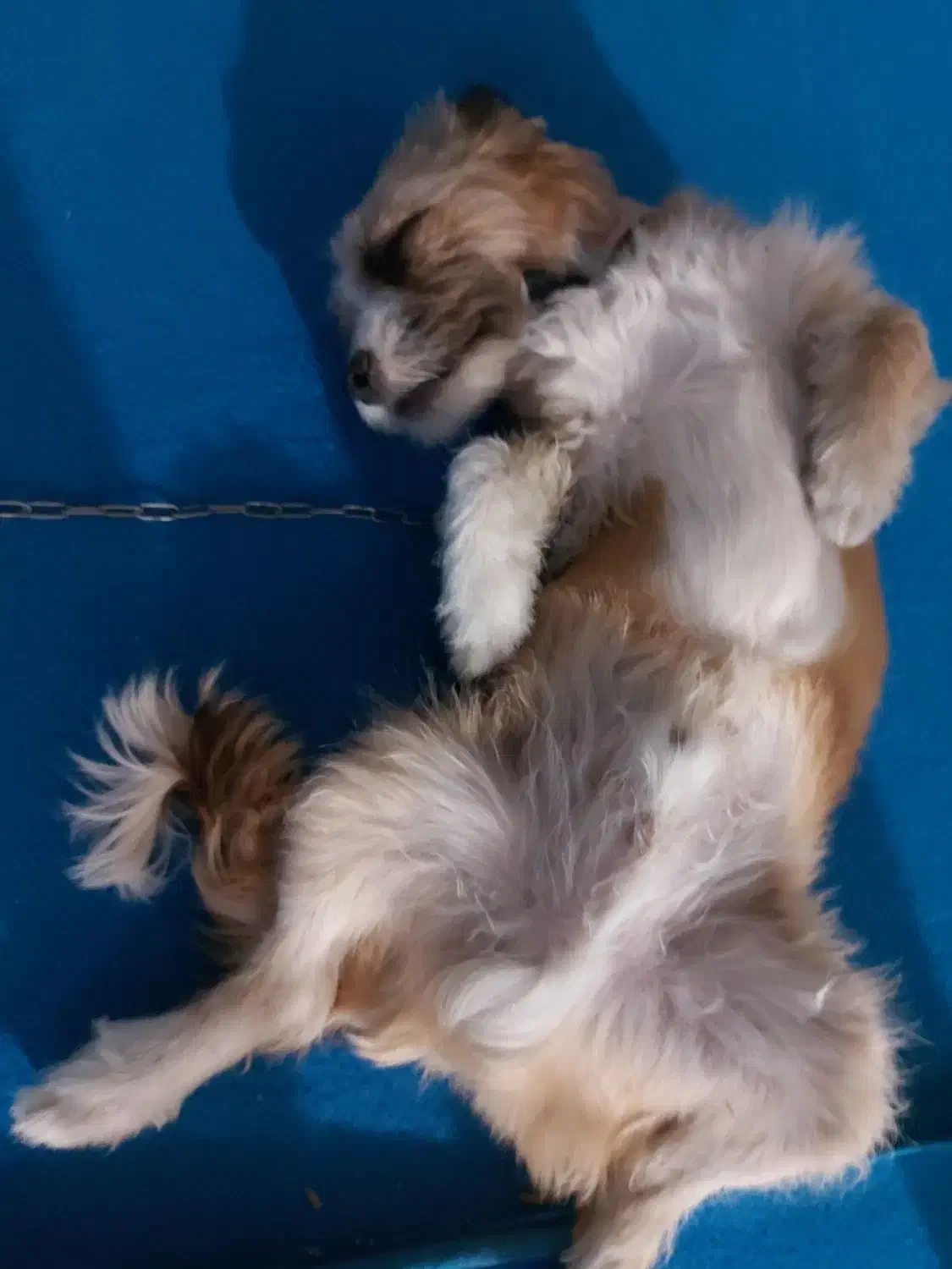 سگ شیتزو تریر|سگ|شاهدشهر, |دیوار