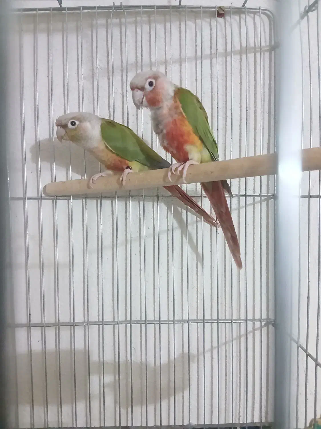 چند جفت گرینچیک مولد|پرنده|میبد, |دیوار