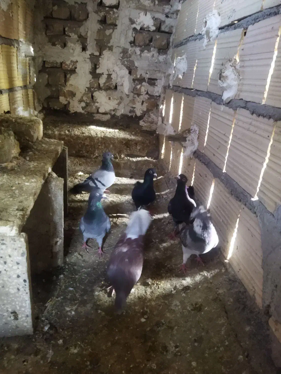 کفتر پرشی|حیوانات|نیشابور, شهرک رسولی|دیوار