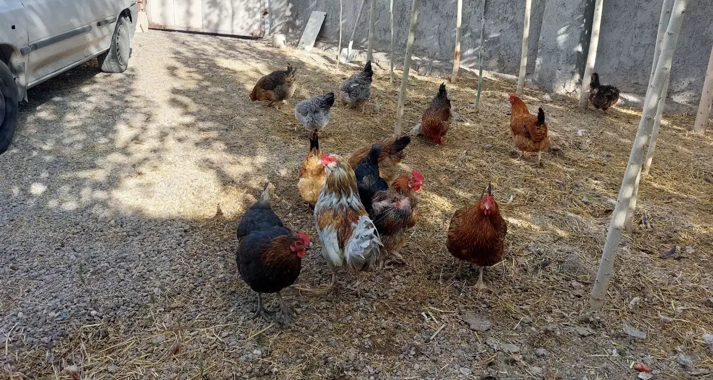 مرغ بومی|حیوانات مزرعه|تیکمه داش, |دیوار