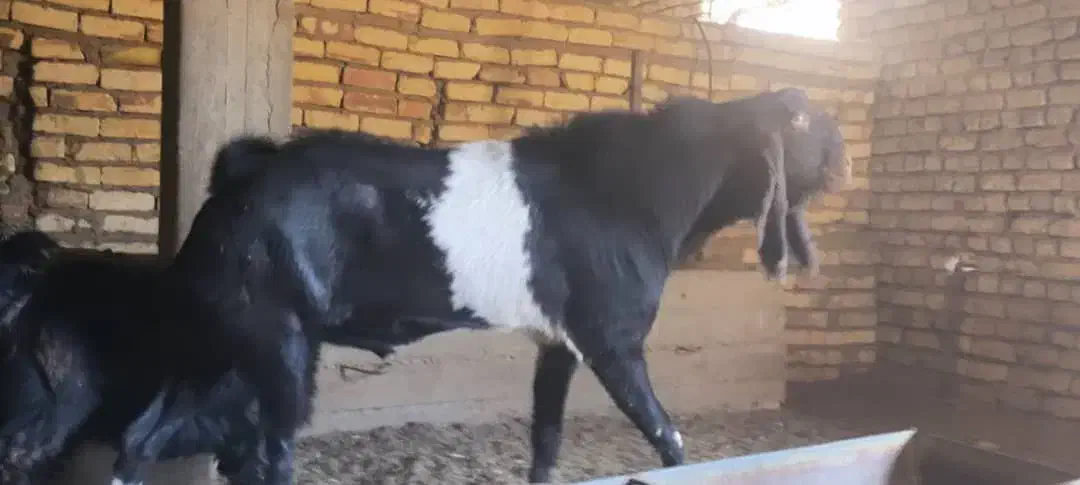 بزغاله پاکستانی اصل|حیوانات مزرعه|شهرضا, |دیوار