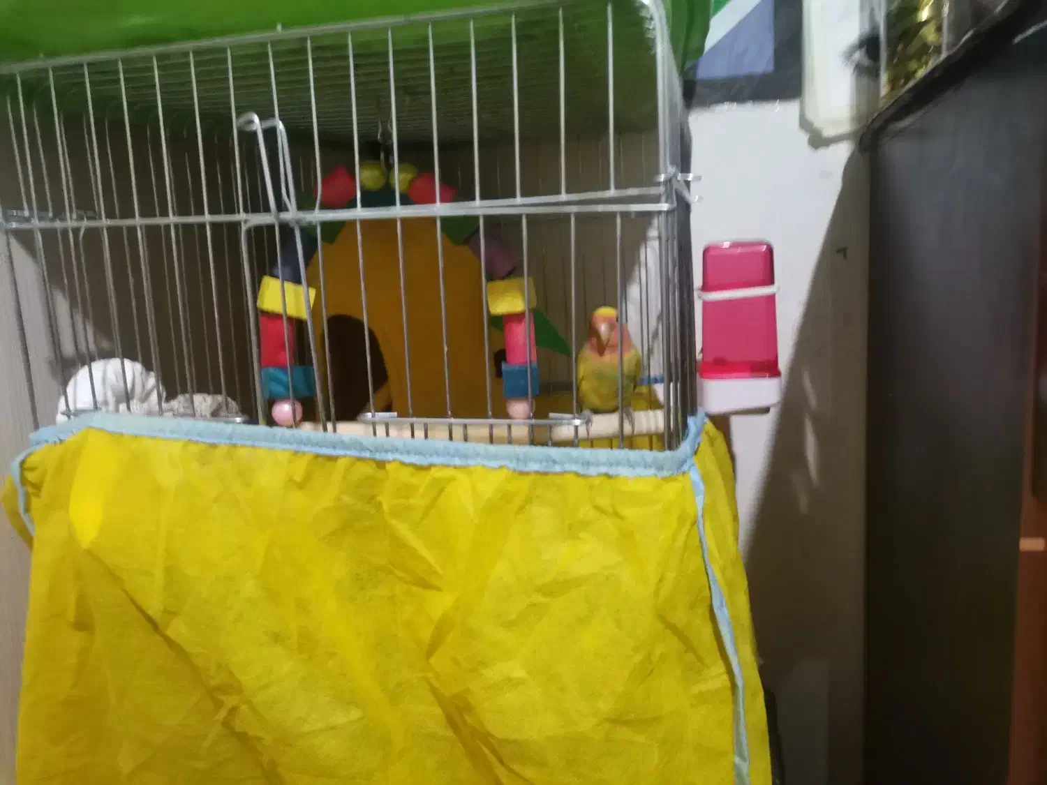 طوطی برزیلی رام رام با قفس و وسایل|پرنده|بومهن, |دیوار