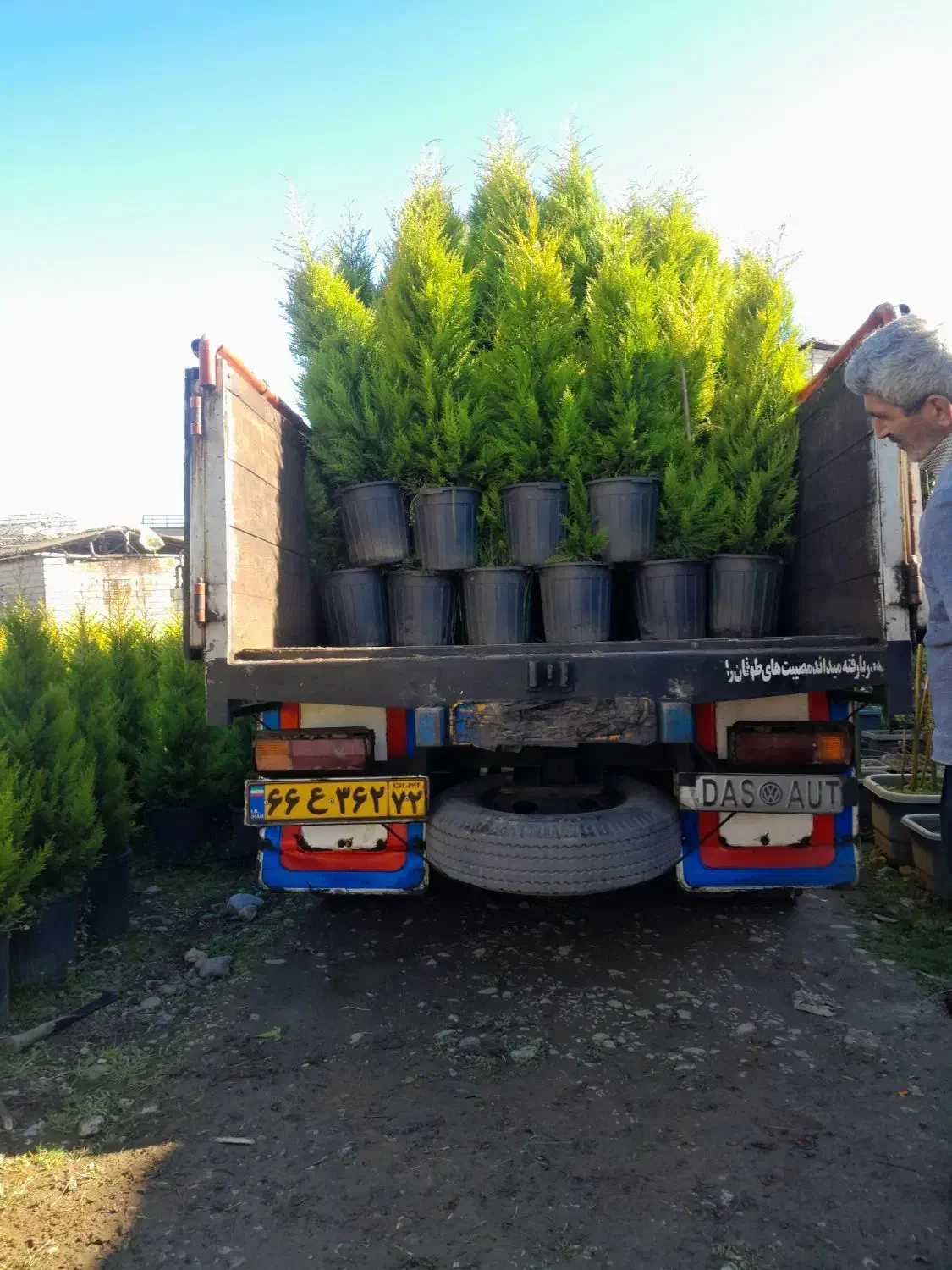 گل و گیاه کاج لاوسون کامیس مورت ...|خدمات باغبانی و درختکاری|شیرود, |دیوار