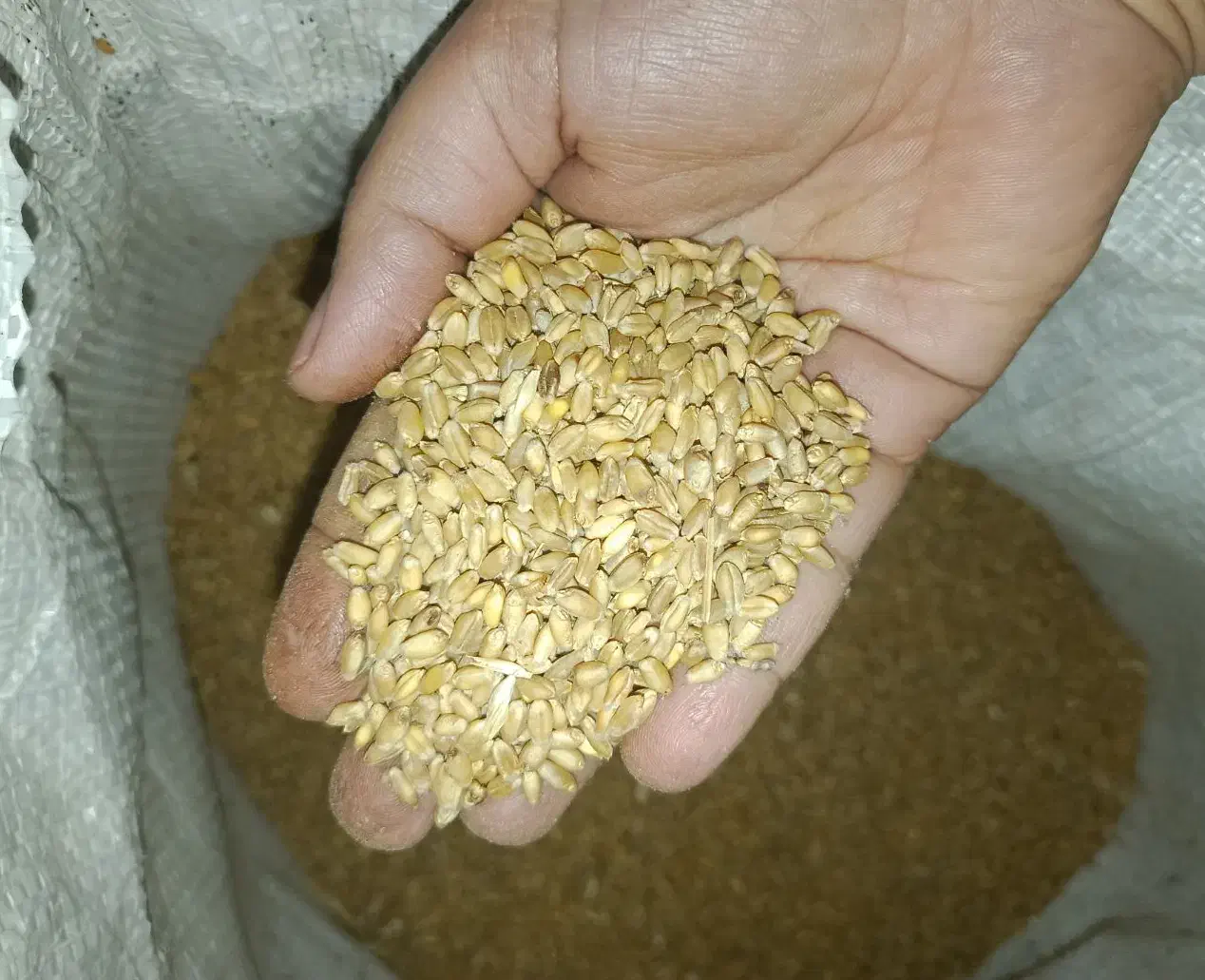 گندم|عمدهفروشی|شبانکاره, |دیوار