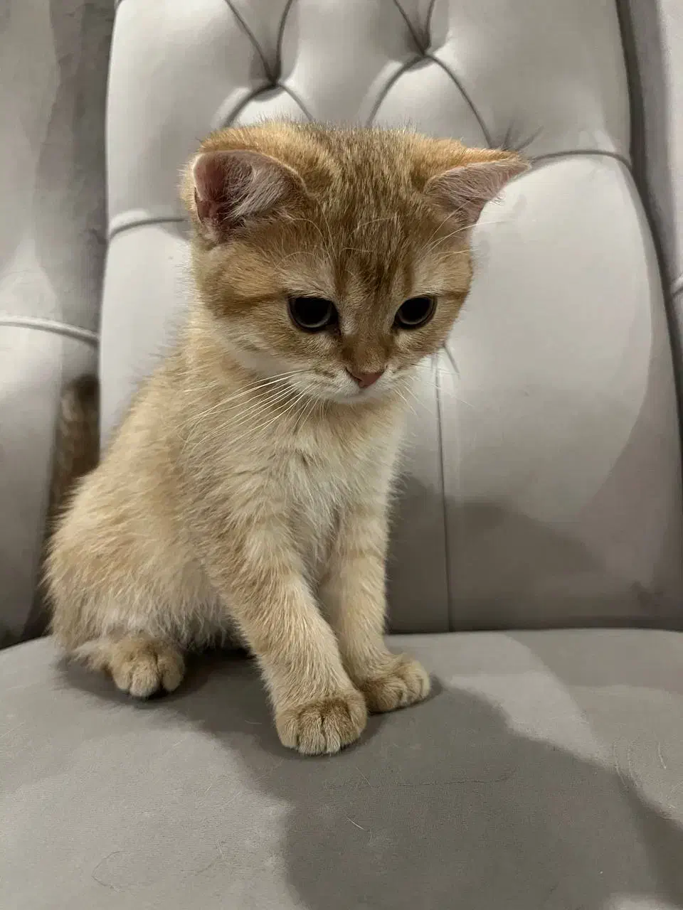 گربه|گربه|گرمدره, |دیوار