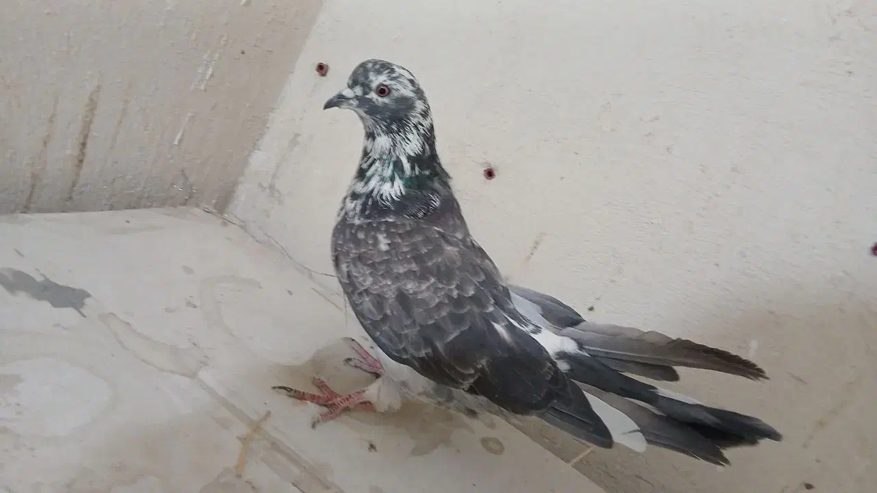 تعدادی کبوتر|پرنده|فولادشهر, مسکن مهر فولادشهر|دیوار