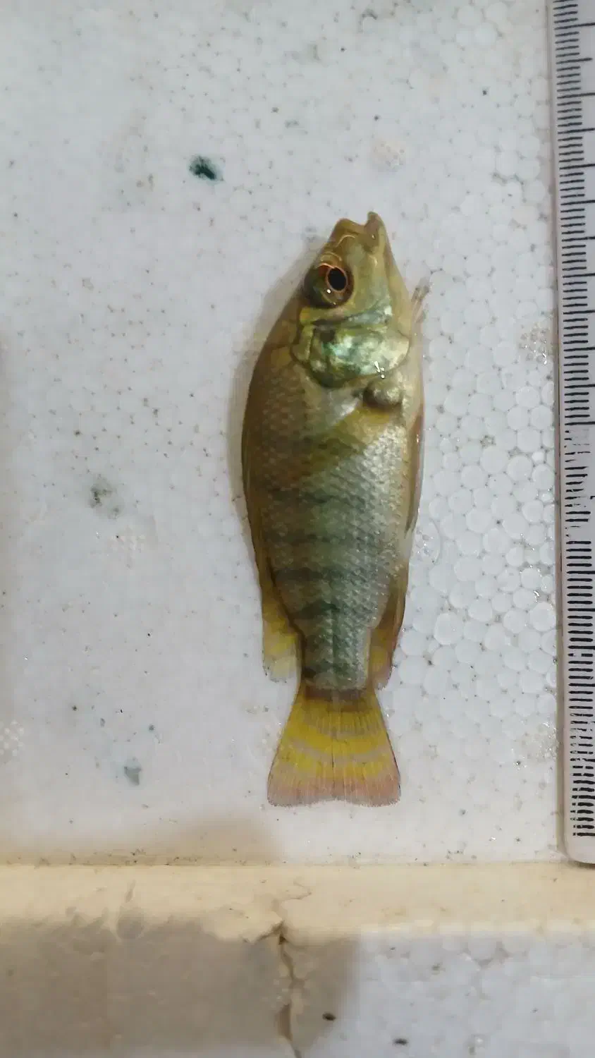 بچه ماهی تیلاپیا|ماهی|تهران, شهرک شریفی|دیوار