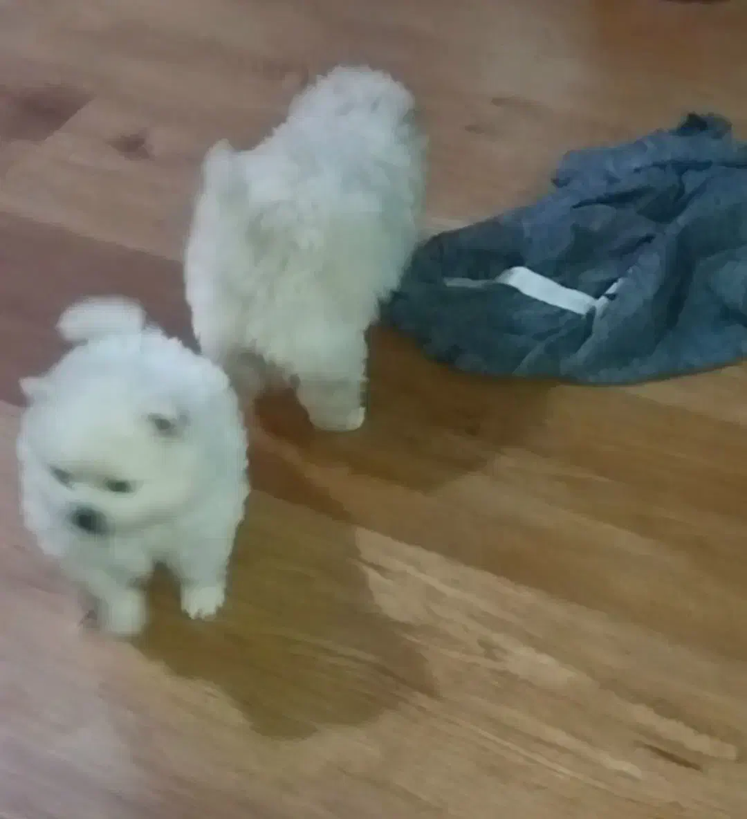 توله پامرین سایز صفر یک جفت خرسی اصیل|سگ|تهران, ابوذر|دیوار