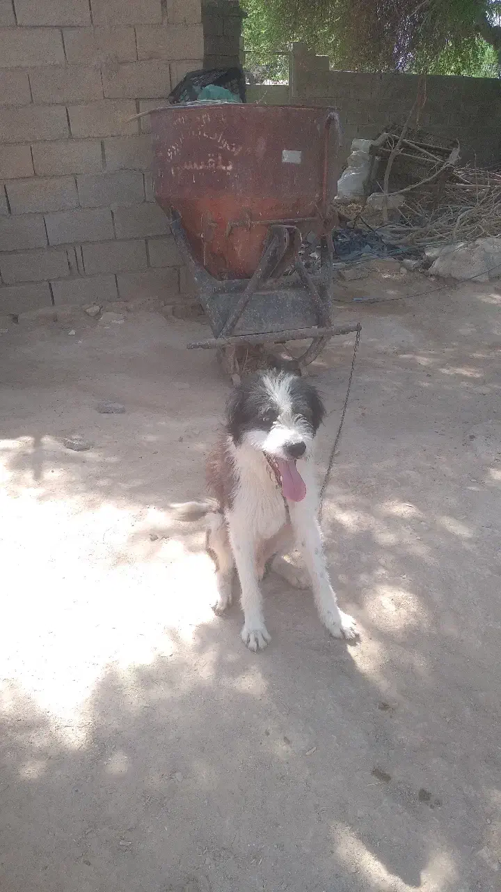 سگ ریشو|سگ|امیدیه, |دیوار