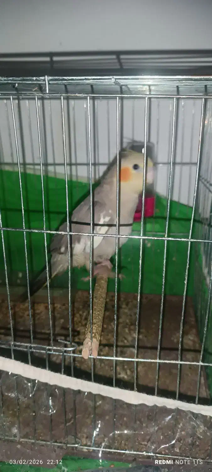 عروس هلندی|پرنده|بم, |دیوار