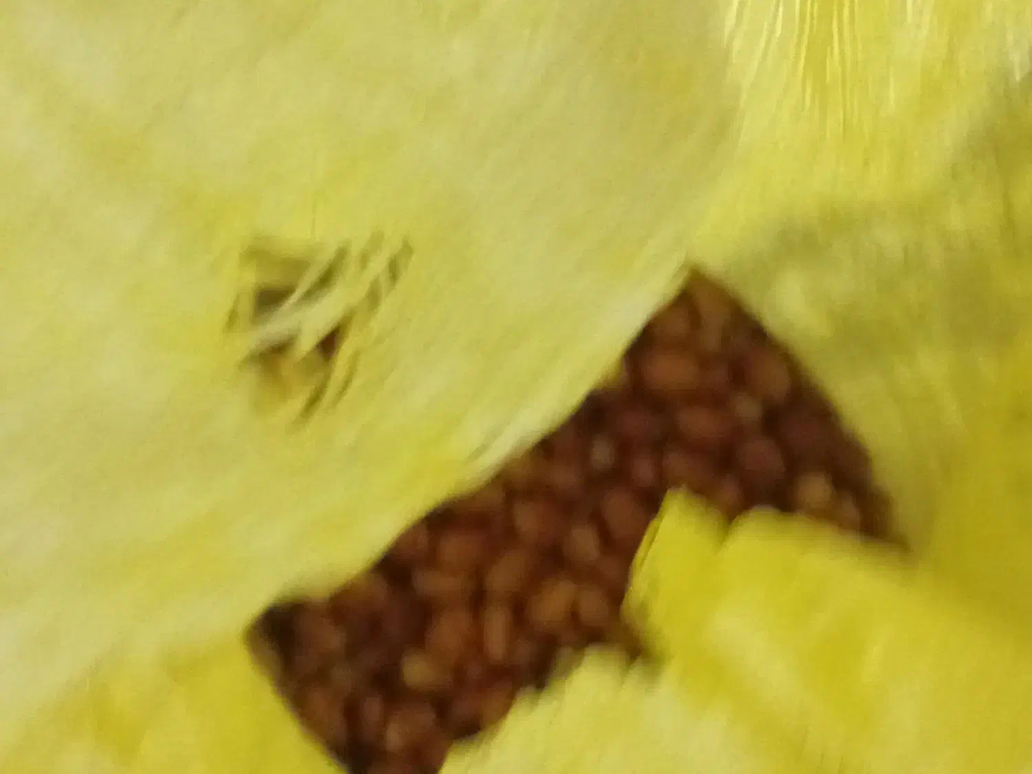 سنجد|خوردنی و آشامیدنی|آزادشهر, |دیوار