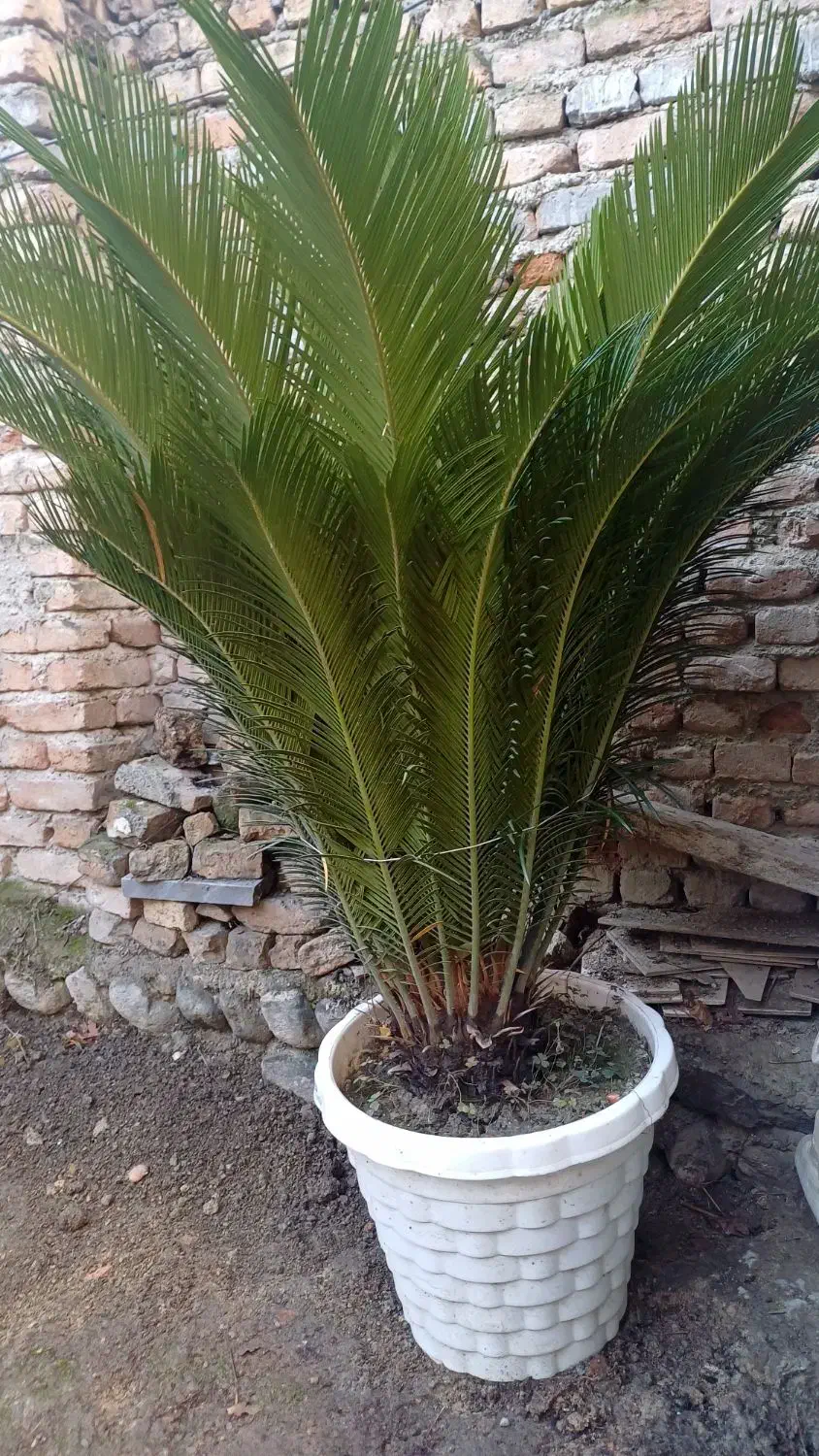 سیکاس|گل و گیاه طبیعی|بندر گز, |دیوار