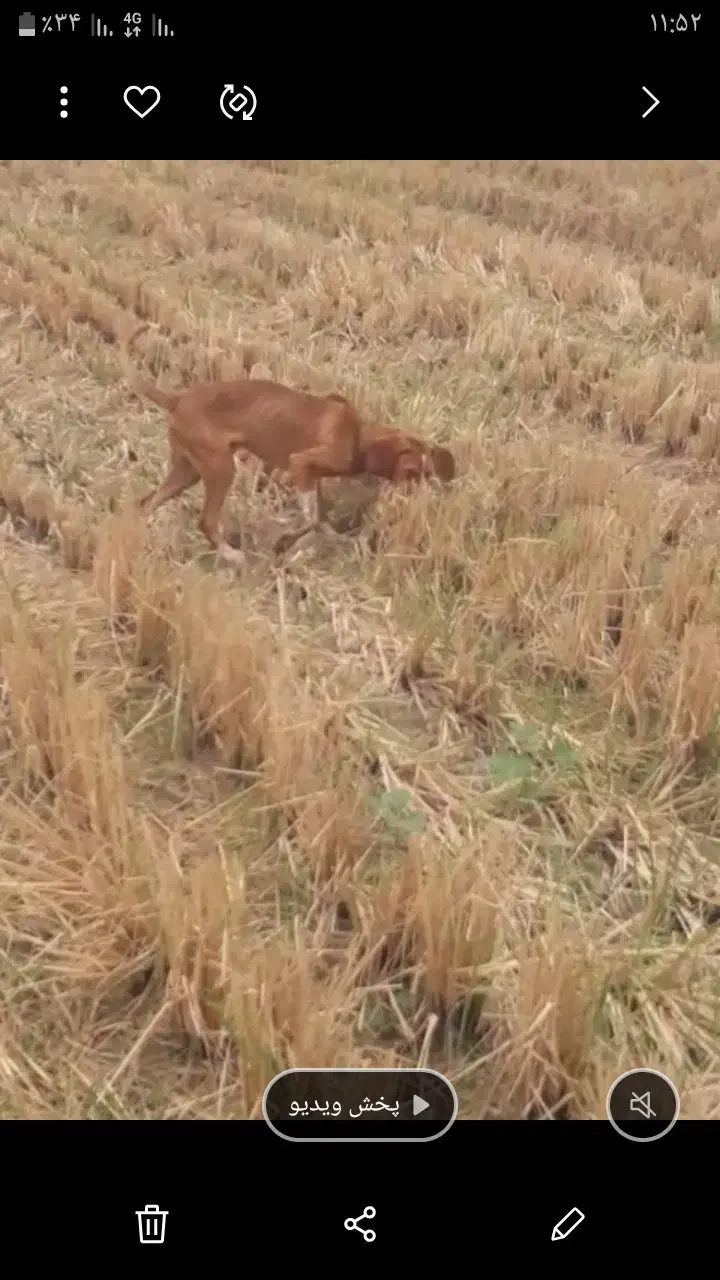 سگ پیونتر|سگ|رودبنه, |دیوار