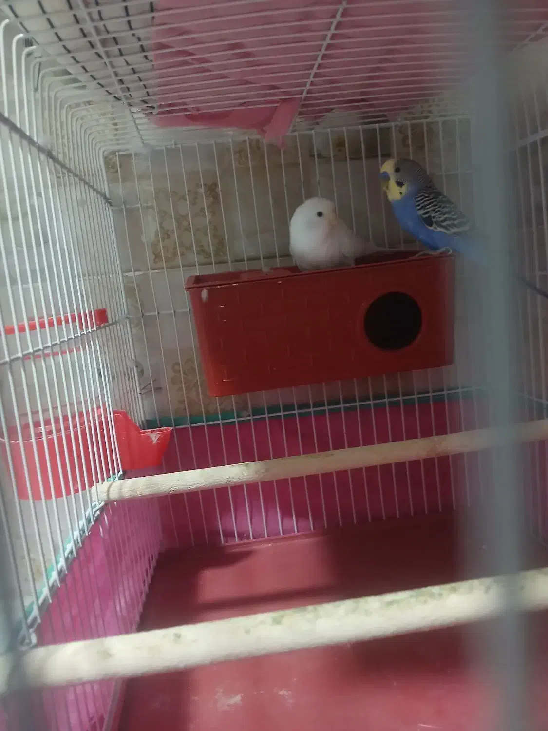 فروش با قفس و تجهیزات|پرنده|بندر کنگان, |دیوار