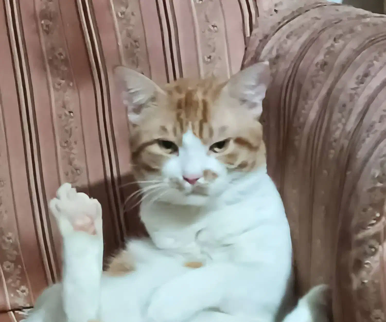 گمشده|حیوانات|فردیس, شهرک ناز|دیوار