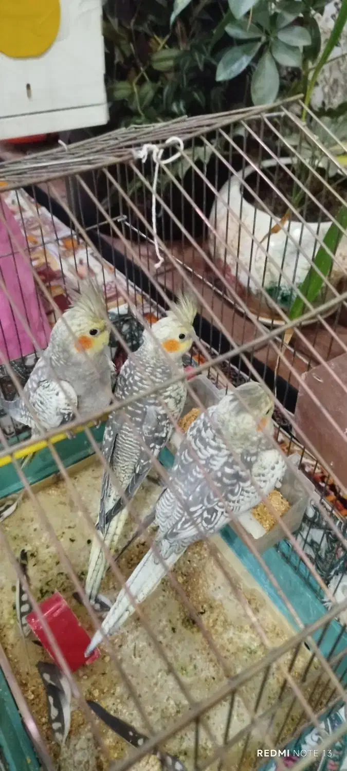 عروس هلندی دستی و رام با قیمتی بسیارمناسب|پرنده|کنگاور, |دیوار