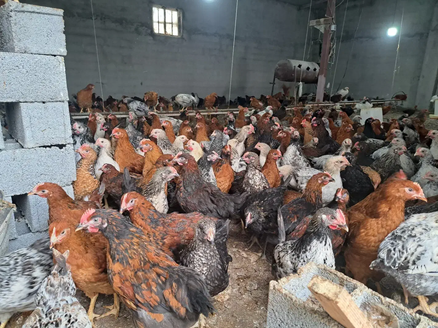 خریدو فروش جوجه محلی گلپایگان|حیوانات مزرعه|آمل, |دیوار