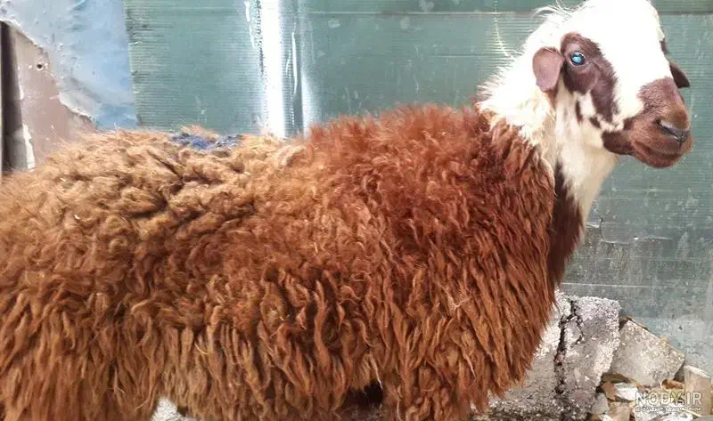 قصاب سلاخ گوسفند زنده گوساله زنده|حیوانات مزرعه|تهران, هفت حوض|دیوار