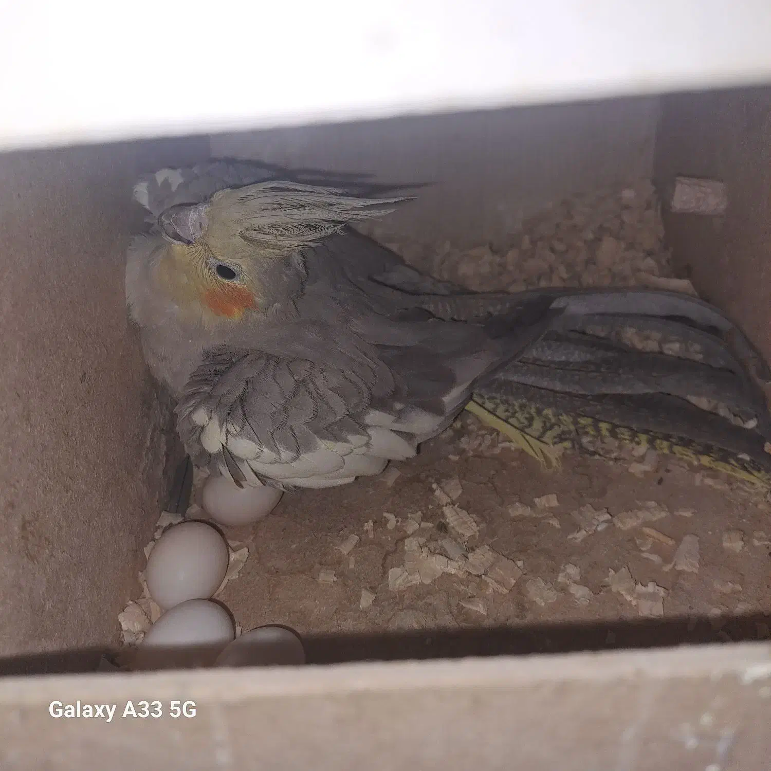 یک جفت عروس هلندی ویک جفت طوطی برزیلی|پرنده|فردوسیه, |دیوار