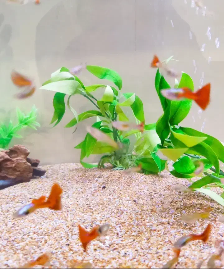 ماهی گوپی|ماهی|کیش, |دیوار