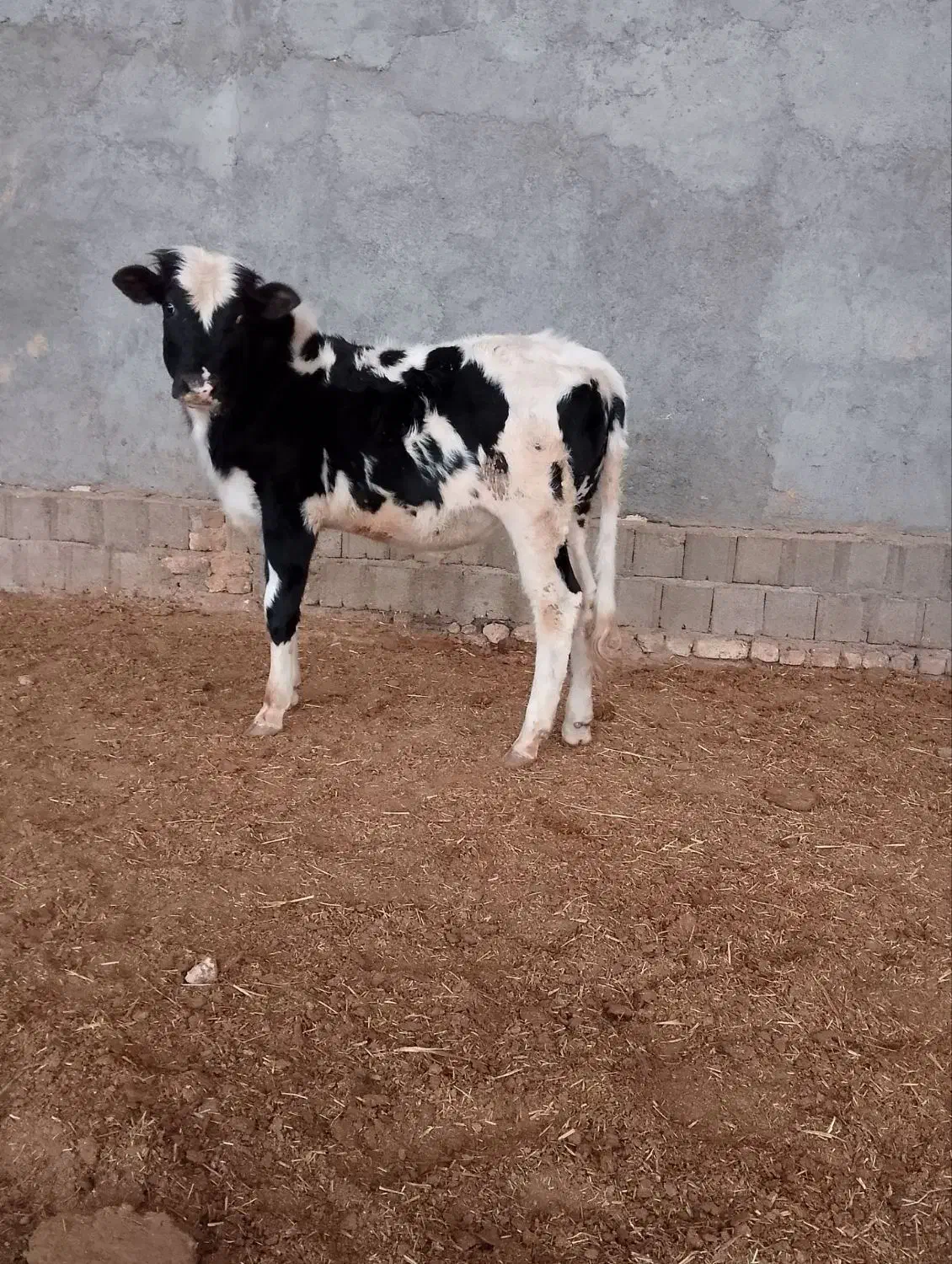 گوساله نر دو رگ|حیوانات مزرعه|کوهدشت, |دیوار