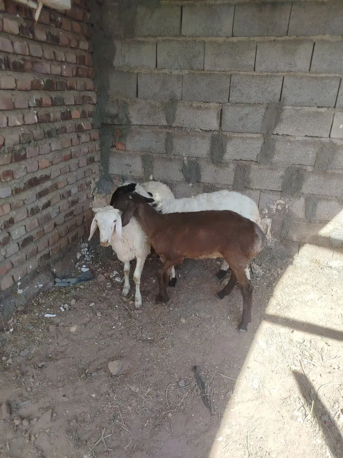 سه راس بره چینی درجه یک|حیوانات مزرعه|زرند, |دیوار