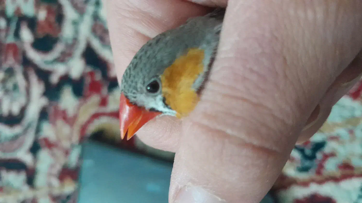 فنچ زیبا ماده با تخفیف|پرنده|ابهر, |دیوار